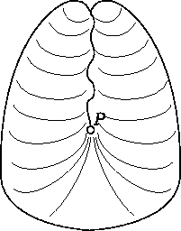 \includegraphics{crosscap.eps}